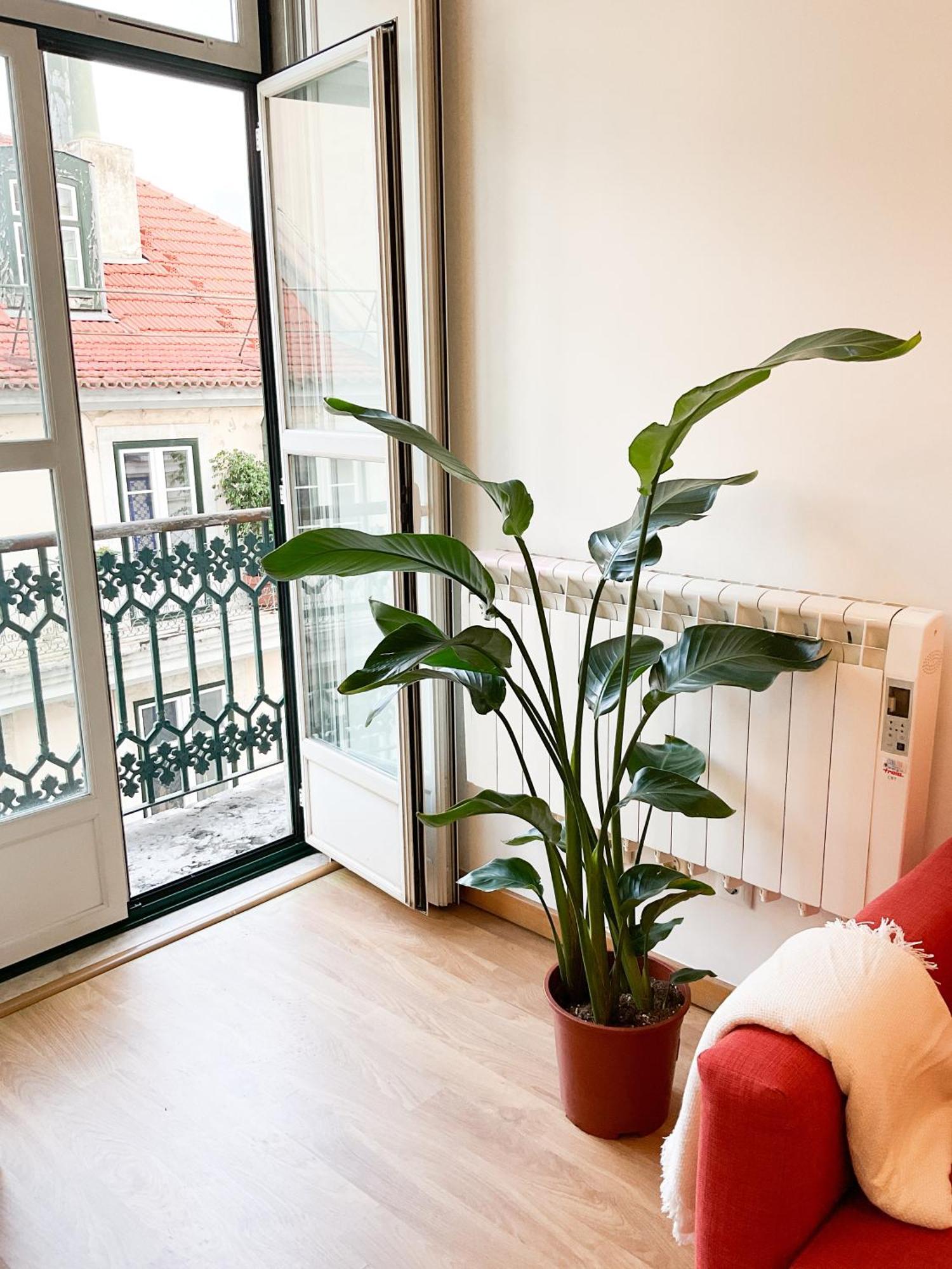 Appartement Stunning Luxury In Chiado 1br Lisboa